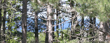 Meerblick vom Wald